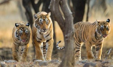 सीएम गहलोत का ट्वीट, पैरालंपिक पदक विजेता को सम्मान, एक कहलाएगी ’अवनी’ तो एक चिरंजीवी और चिरायु