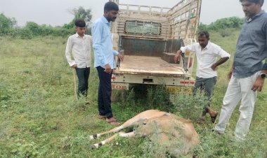 युवाओं ने नीलगाय को कुत्तों के चंगुल से बचाया