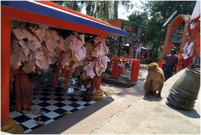 Golu Devta Temple monkey