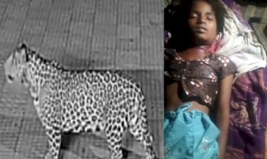 पैंथर के हमले में 12 वर्षीय बालिका की मौत, क्षेत्र में दहशत