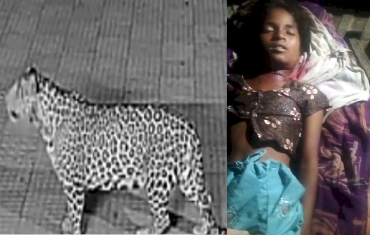 पैंथर के हमले में 12 वर्षीय बालिका की मौत, क्षेत्र में दहशत
