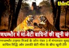 रणथम्भौर: मां रिद्धि और बेटी मीरा में टेरिटोरियल फाइट, जंगल दहला