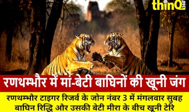 रणथम्भौर: मां रिद्धि और बेटी मीरा में टेरिटोरियल फाइट, जंगल दहला