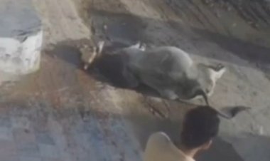 गली में खड़े सांड की अचानक मौत, 3 मिनट तड़पता रहा