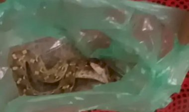 किसान ने रसल वाइपर को मारकर जान बचाई, थैली में लेकर पहुंचा अस्पताल