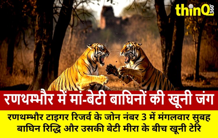 रणथम्भौर: मां रिद्धि और बेटी मीरा में टेरिटोरियल फाइट, जंगल दहला