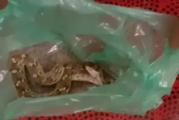 किसान ने रसल वाइपर को मारकर जान बचाई, थैली में लेकर पहुंचा अस्पताल