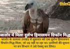जालोर में दुर्लभ हिमालयन ग्रिफॉन गिद्ध रेस्क्यू, बीमार होने से उड़ नहीं पा रहा था