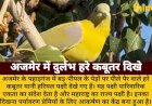अजमेर में दिखा महाराष्ट्र का राज्य पक्षी हरियल: पर्यावरण प्रेमियों में उत्साह