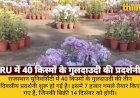 राजस्थान यूनिवर्सिटी में गुलदाउदी प्रदर्शनी: 40 किस्में, 7K गमले