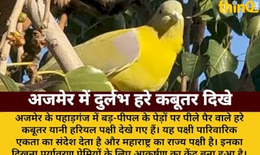 अजमेर में दिखा महाराष्ट्र का राज्य पक्षी हरियल: पर्यावरण प्रेमियों में उत्साह