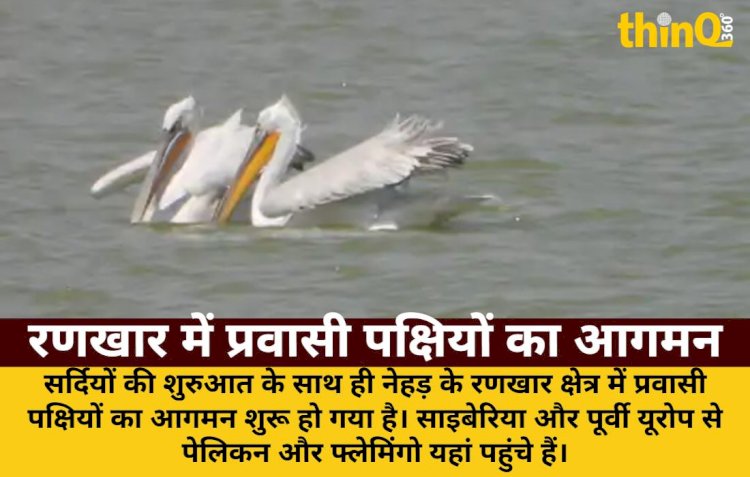 नेहड़ के रणखार में साइबेरियाई मेहमान, पेलिकन और फ्लेमिंगो की रौनक
