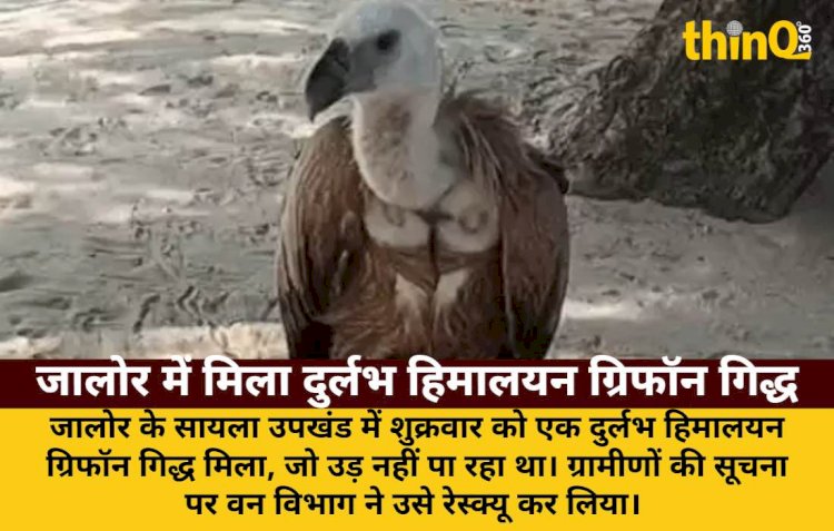 जालोर में दुर्लभ हिमालयन ग्रिफॉन गिद्ध रेस्क्यू, बीमार होने से उड़ नहीं पा रहा था