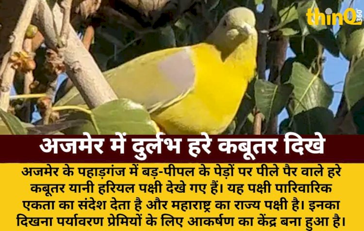 अजमेर में दिखा महाराष्ट्र का राज्य पक्षी हरियल: पर्यावरण प्रेमियों में उत्साह