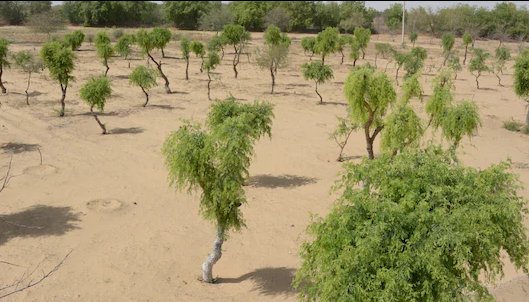 बाड़मेर: 80% गूगल खत्म, खेजड़ी हर साल 20.93% सूख रही