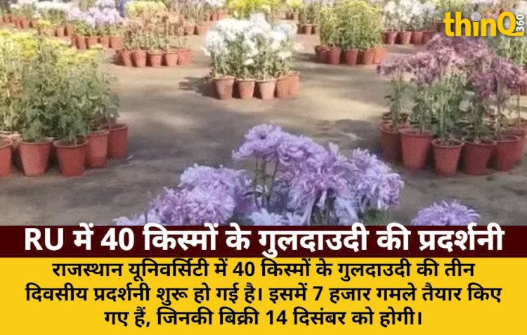 राजस्थान यूनिवर्सिटी में गुलदाउदी प्रदर्शनी: 40 किस्में, 7K गमले