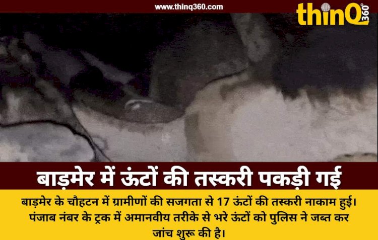 राजस्थान के बाड़मेर में ऊंटों की तस्करी का खुलासा ट्रक में ठूंसकर भरे 17 ऊंट जब्त