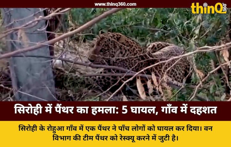सिरोही के रोहुआ गांव में पैंथर का आतंक: हमले में 5 घायल, वन विभाग की टीम मौके पर तैनात